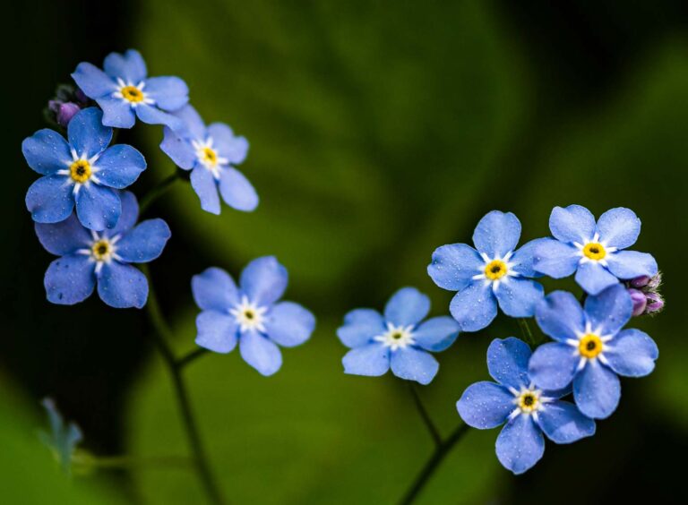 Forget me nots