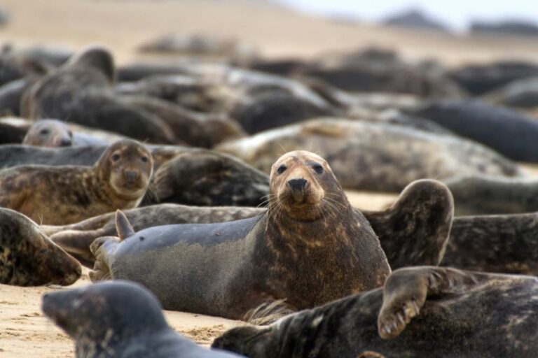 Wildlife - seals